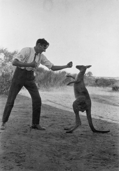 Bill Boyd Boxing with His Pet Kangaroo, Kanga Joe by William Boyd